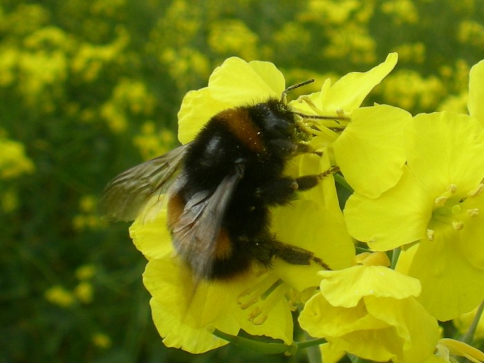 How Neonicotinoids Kill Spring Breeding for Bumble Bees