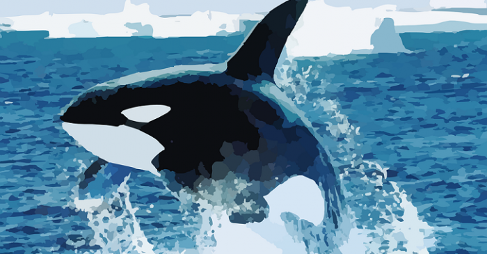 Monsanto Chemical May Leave Orca Pod “Doomed to Extinction”