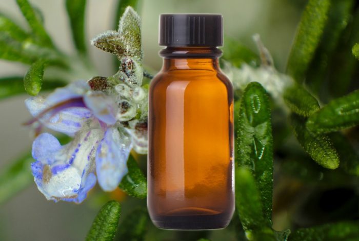UK Students Are Currently Driving Rosemary Essential Oil Sales Up
