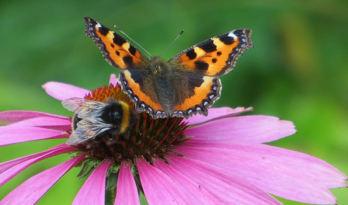 Landmark Report Shows Bee-killing Seed Coatings Aren’t Worth the Harm