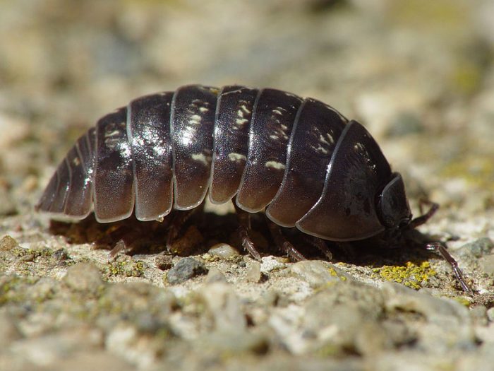 Rolly Pollies Remove Heavy Metals From Soil, Stabilize Growing Conditions, Protect Groundwater