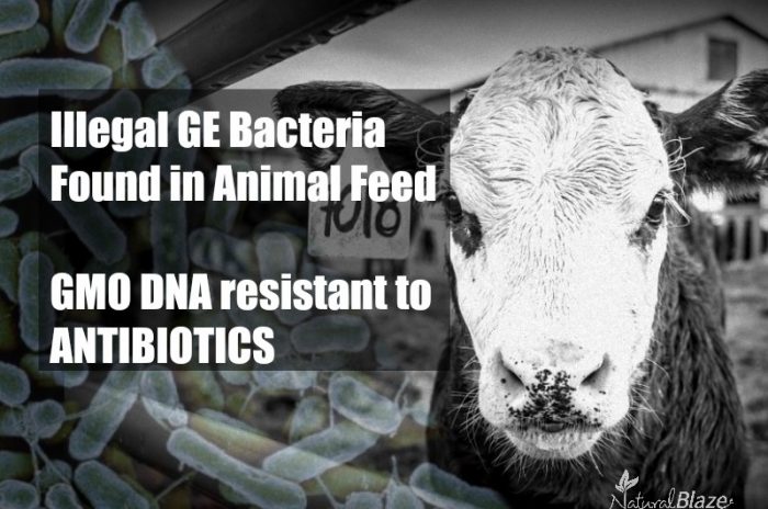 Illegal GE Bacteria Has Crept Into Animal Feed, Resistant to Antibiotics