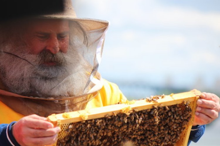 homeless beekeeping