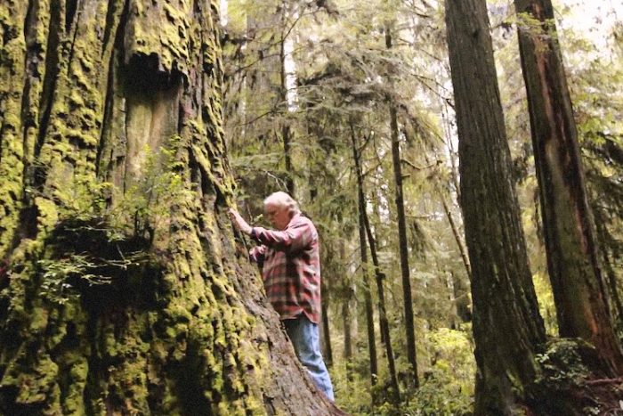 Inspired by a Near-Death Experience, This Man is Cloning the World’s Tallest Trees to Save Them