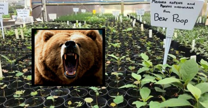 Raw Bear Poop Produces 1200 Plants in Amazing Experiment