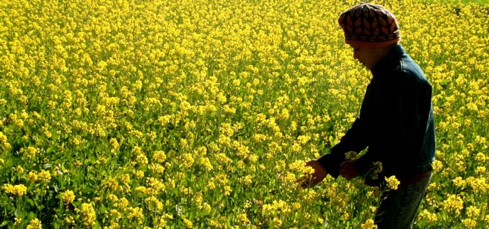 Future of GM Crops in India on the Table with GM Mustard Decision