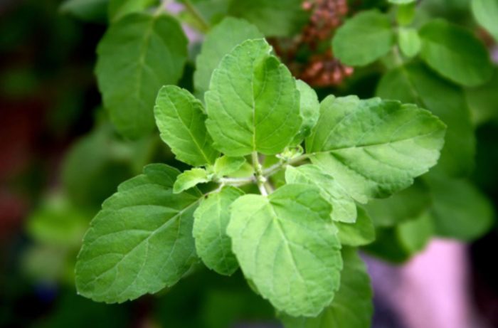 What Is Holy Basil (Tulsi)? Facts, Health Benefits, Uses