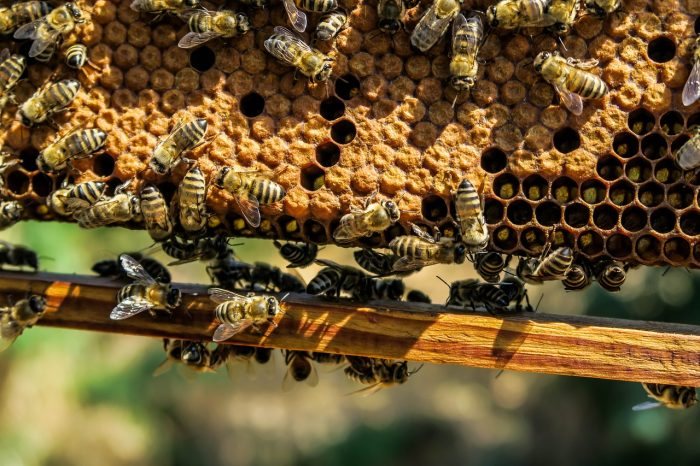 Young Hive Bees Poisoned By Insecticides Gathered By Addled Forager Bees