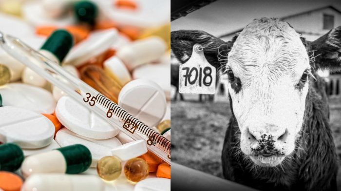New Maryland Law Prohibits Routine Use of Antibiotics on Farms