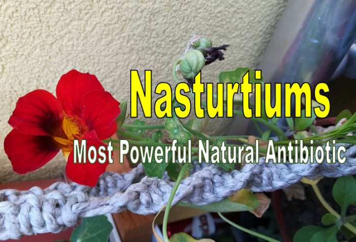 Nasturtiums – Edible Flowers With Amazing Health Benefits
