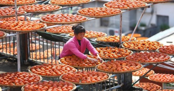 Persimmon Drying Season in China – Stunning Images