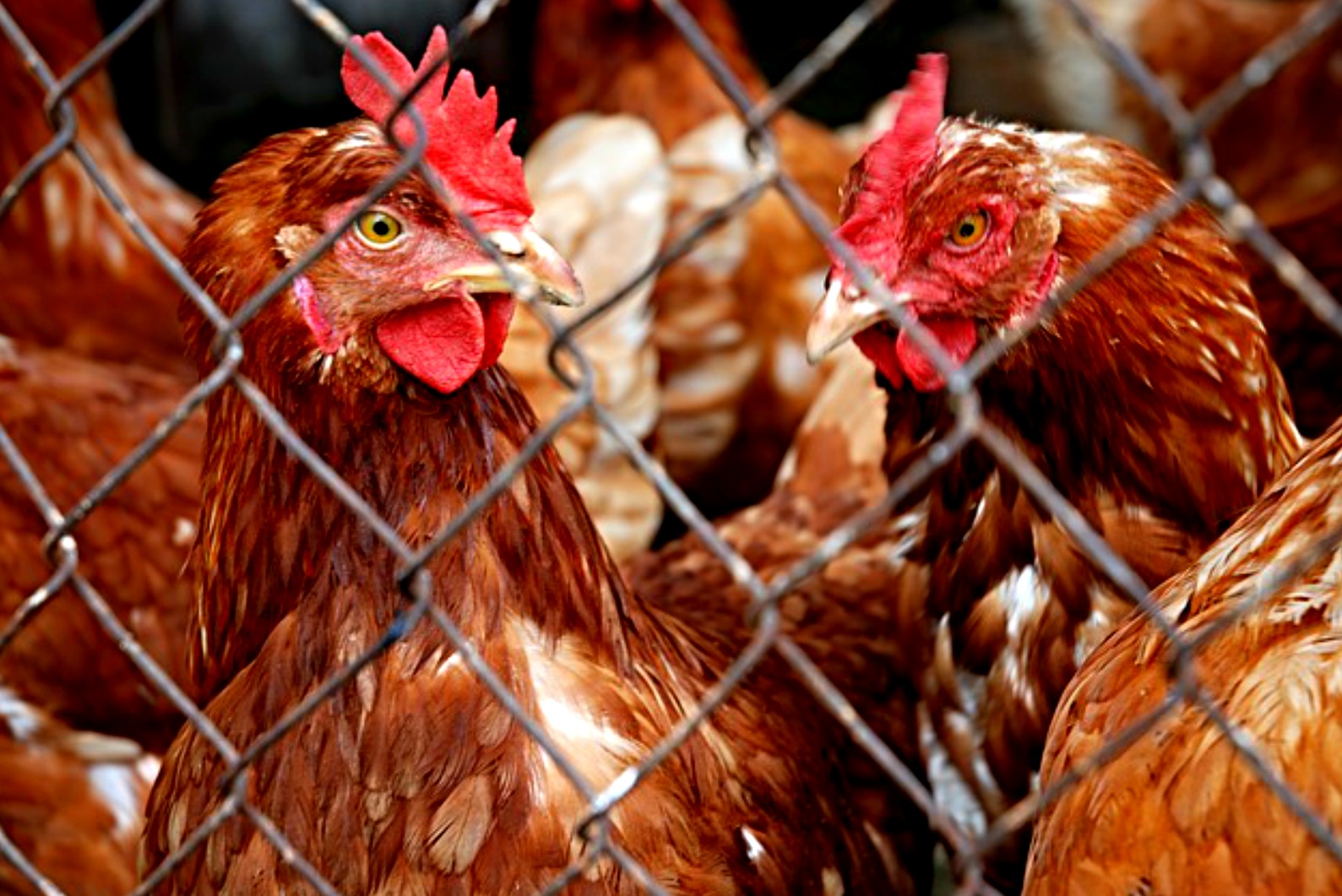 privatized poultry