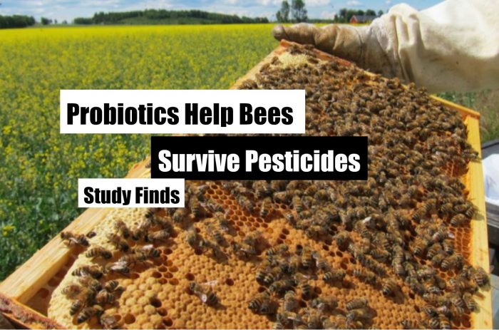 Probiotics Could Help Bees Survive Pesticides