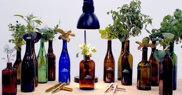 You Can Grow World’s Smallest Garden in Recycled Bottles