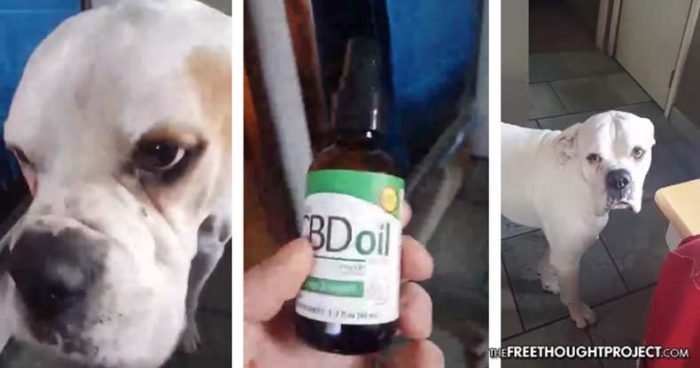 Not Just for Humans — Watch CBD Oil Stop This Dog’s Seizure in Under a Minute