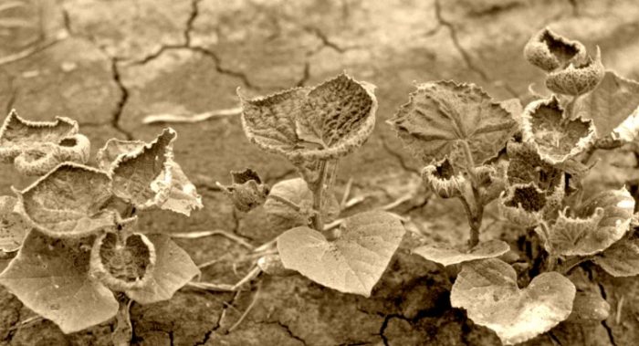 Reports of Off-Target Injury From Dicamba Skyrocket as Summer Hits