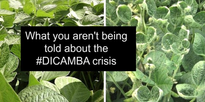 What They Aren’t Telling You About the Dicamba Crisis