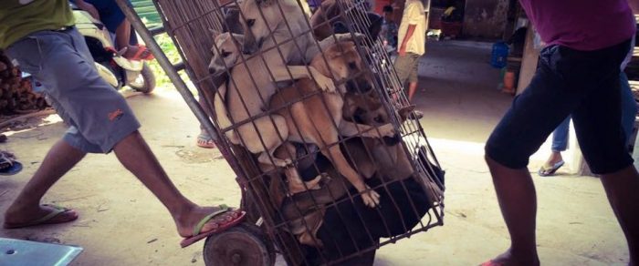 Thousands of Dogs Are Being Tortured to Death to Be Sold as Food at This Festival