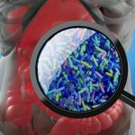 The Path to Strong Bones During Old Age May Run Through the Gut