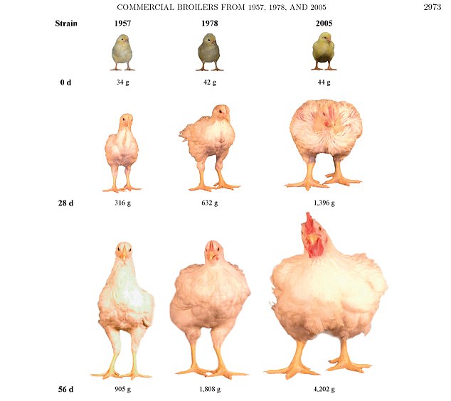 The Lurid Reason America’s Franken-Chickens Must Be Washed with Chlorine