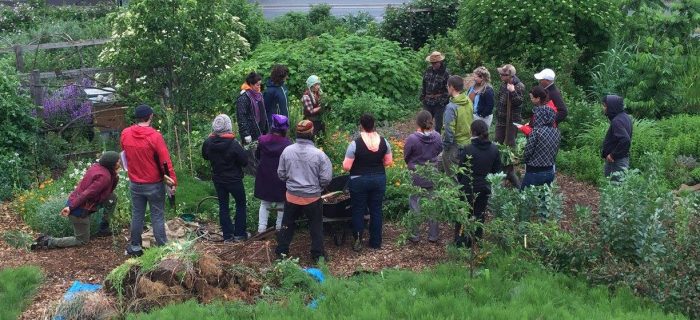 Food Forests: The Perfect Match for Reluctant Gardeners