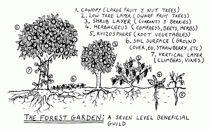 Food Forest Illustration