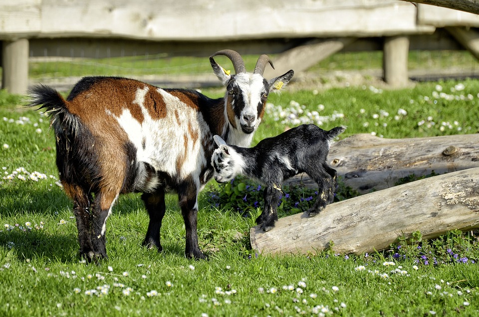 goat birth