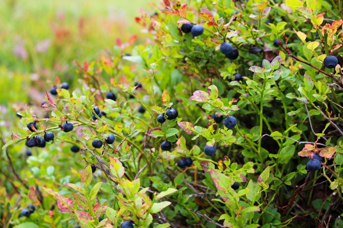 Natural Probiotic? Blueberry and Persimmon Powders Beneficial for Gut Microbiota