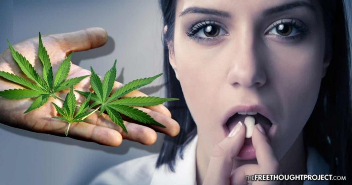 First Of Its Kind Study Shows Undeniable Evidence Cannabis Can Cure Opioid Addiction