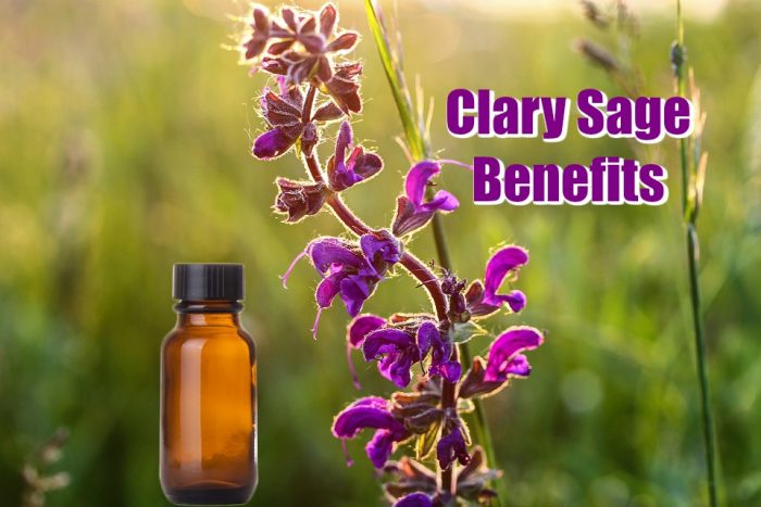 Clary Sage Essential Oil: Facts, Benefits, Uses, and Recipes