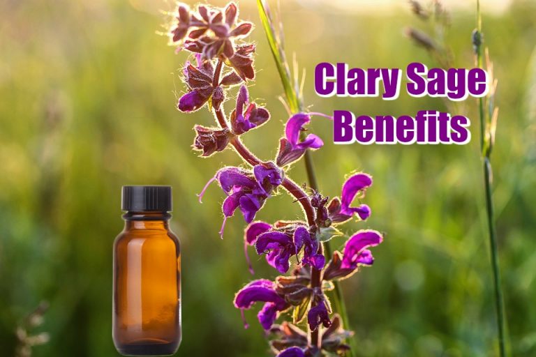 Clary Sage Essential Oil Facts, Benefits, Uses, and Recipes