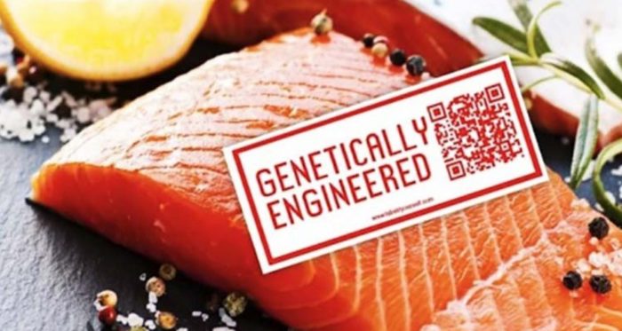 Unlabelled Genetically Modified Salmon Discovered Sold Into Quebec, Canada