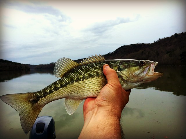 Fish Brains in Great Lakes Region Saturated With Antidepressants