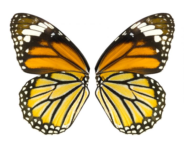 Government Considering Monarch Butterfly for Endangered Species List