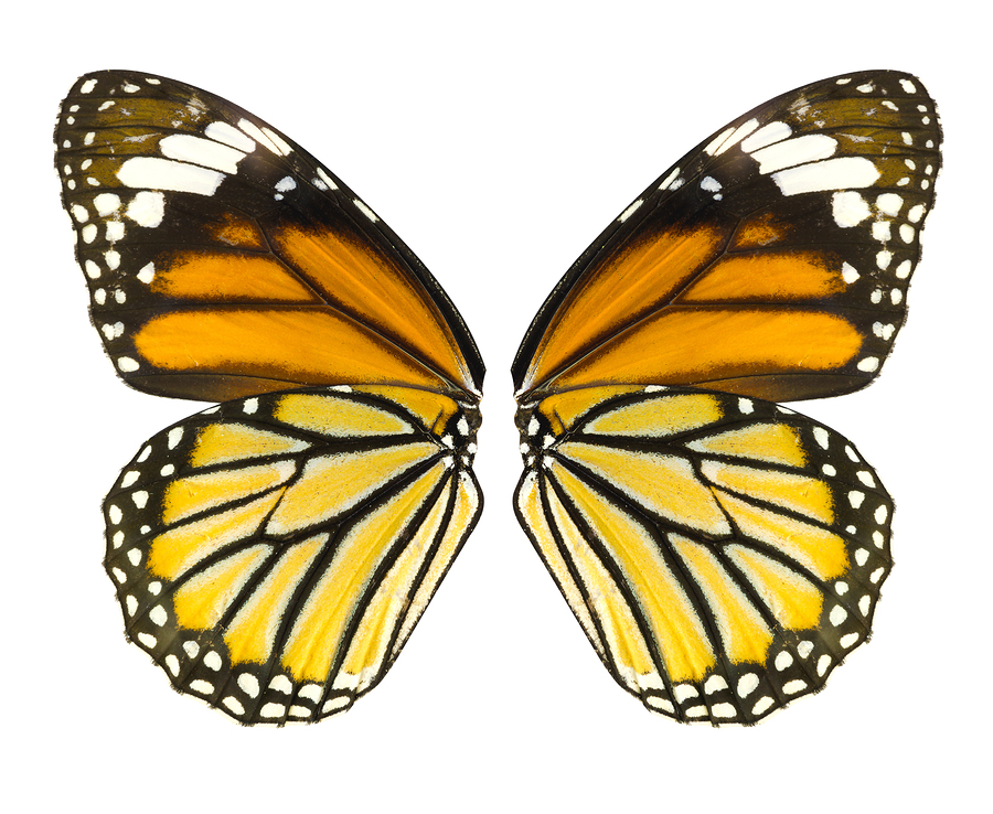 monarch endangered species list