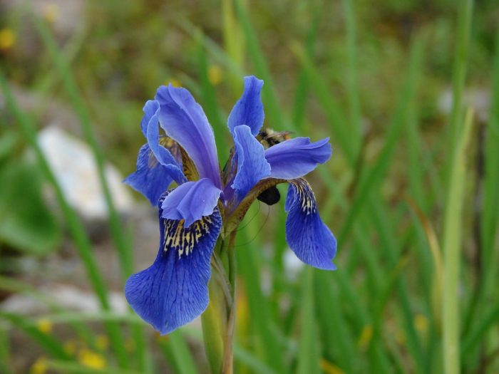 Flowers Are Weapons of Distraction With Nectar a Bargaining Chip