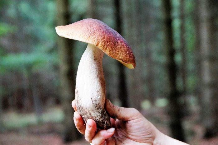 The Amazing Health Benefits of Mushrooms