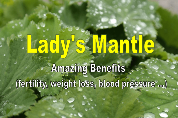 Lady’s Mantle Benefits Including Fertility, Weight Loss, Blood Pressure