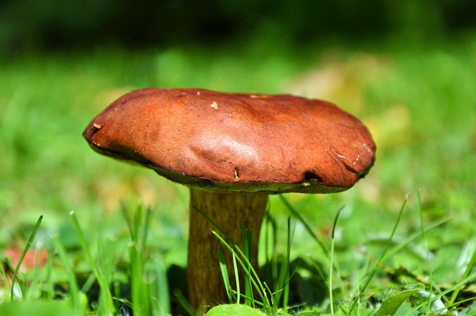 benefits mushrooms