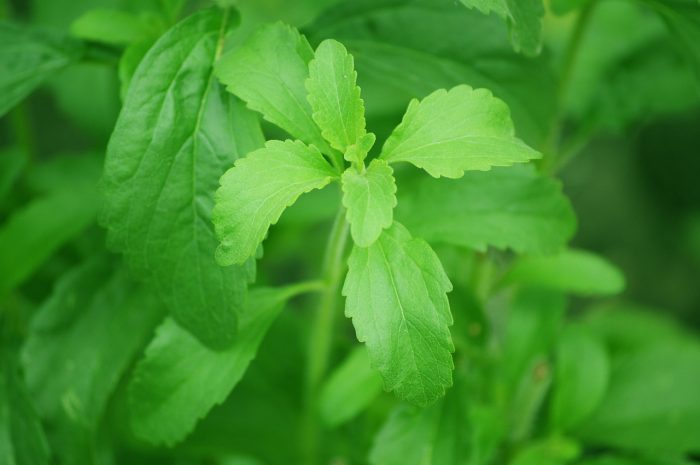 The Sweet Stevia Conspiracy