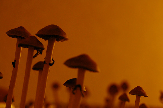 Magic Mushrooms Could Hit a Reset Button on Depressed Brains