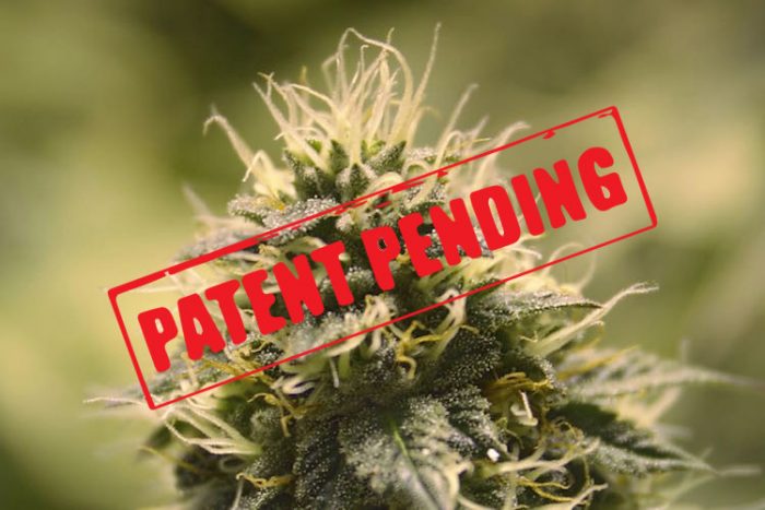 The Real Reason Big Pharma Wants to Own the Patents to Cannabis