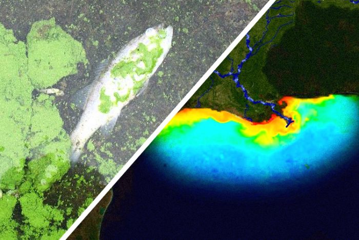 Gulf of Mexico Dead Zone Demonstrates Dangers of Industrial Agriculture and Factory Farming