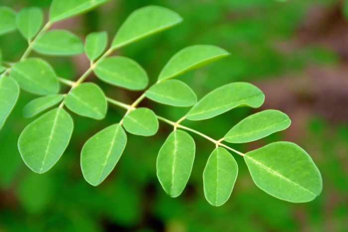 A Spoonful of this Miracle Plant Can Replace a Whole Serving of Vegetables