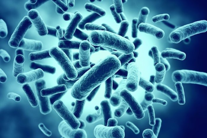 Sporebiotics: The Best Probiotics to Fight Chronic Illness and Boost Immune Tolerance