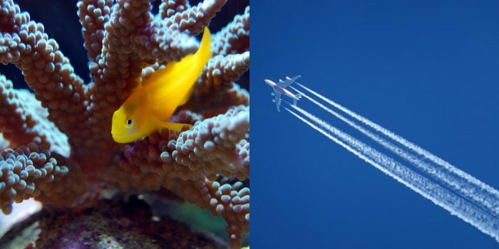 Scientists Calling for Geoengineering to Dim the Sun for the Corals