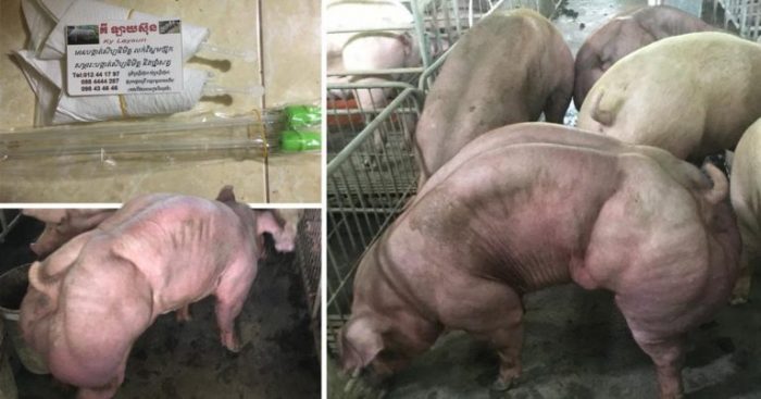 Cambodian Farm Showcases Hulked Out GE Pigs With Huge Muscles