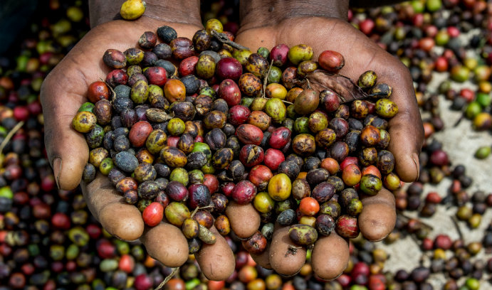 Study Exposes Dark Side of Coffee Cultivation in Uganda