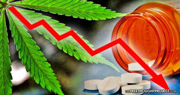 Major Study Shows Legal Cannabis REVERSED a Decade of Rising Opioid Deaths in Colorado