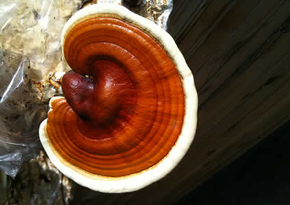 75 Percent of Reishi Supplements Don’t Actually Contain Reishi Mushroom